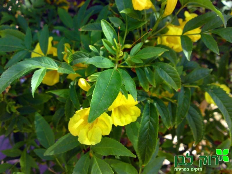 דק פרי- זקוף