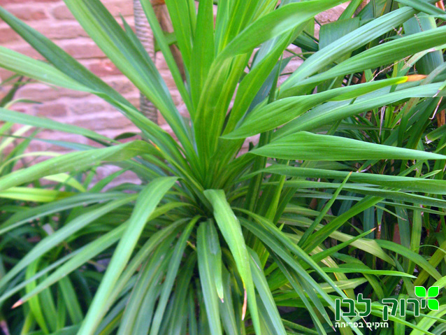 דרצנה אוסטרלית ירוקה