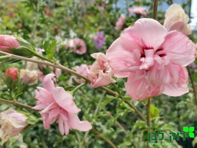 היביסקוס סורי