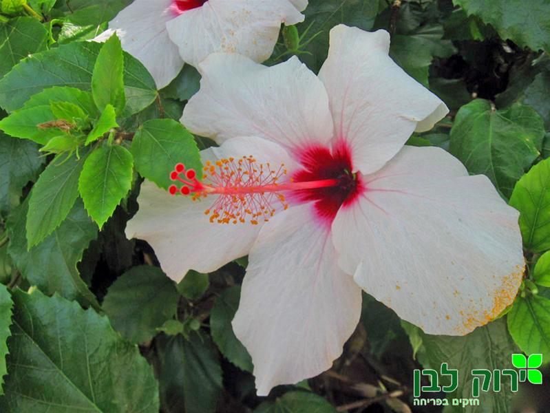 היביסקוס סיני