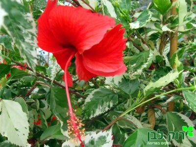 היביסקוס סיני מגוון (קופרי)