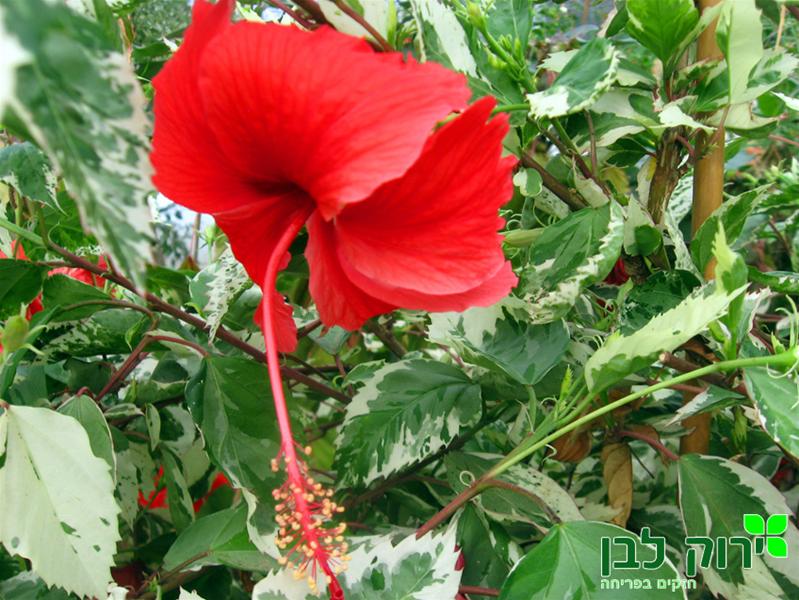 היביסקוס סיני מגוון (קופרי)