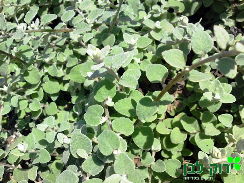 הליכריזיום אפור (דם המכבים)