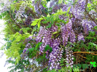 ויסטריה סינית