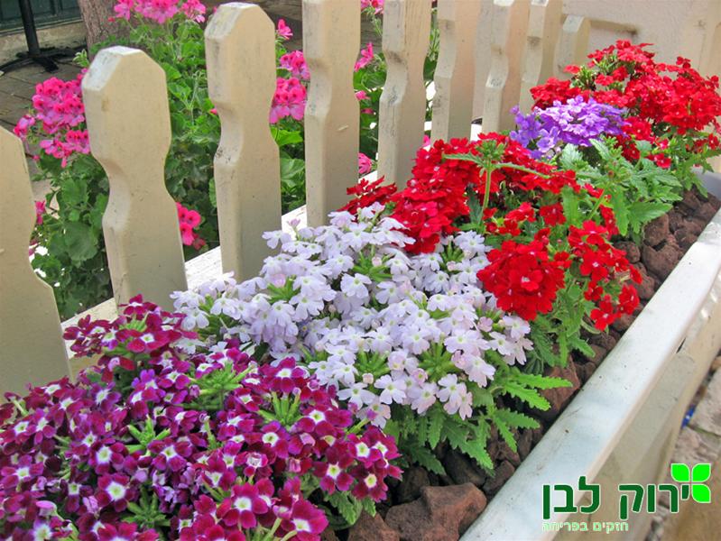 ורבנה עונתית