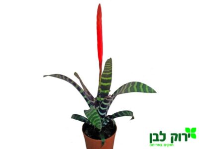 וריסיאה חרב