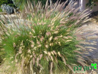 זיף נוצה זיפני