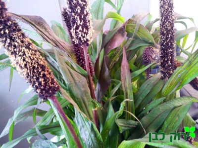 זיף נוצה רחב עלים