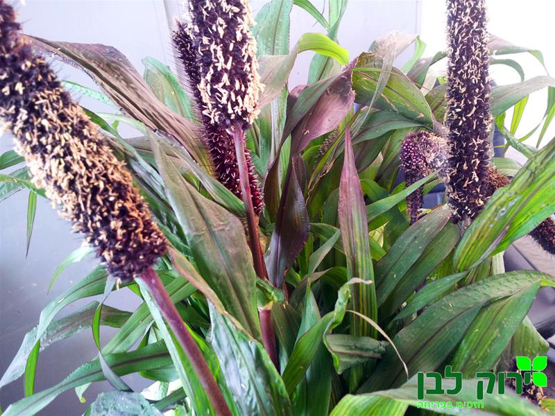 זיף נוצה רחב עלים