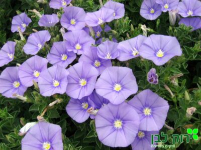 חבלבל מאוריטני