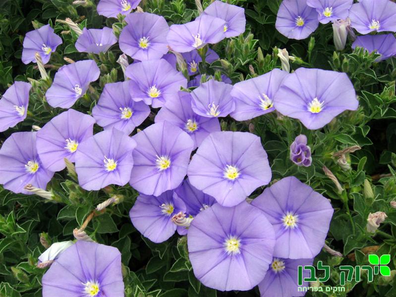 חבלבל מאוריטני