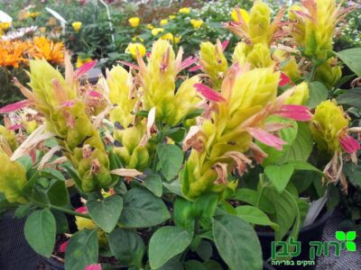 חיצית (יוסטיציית) הטיפין