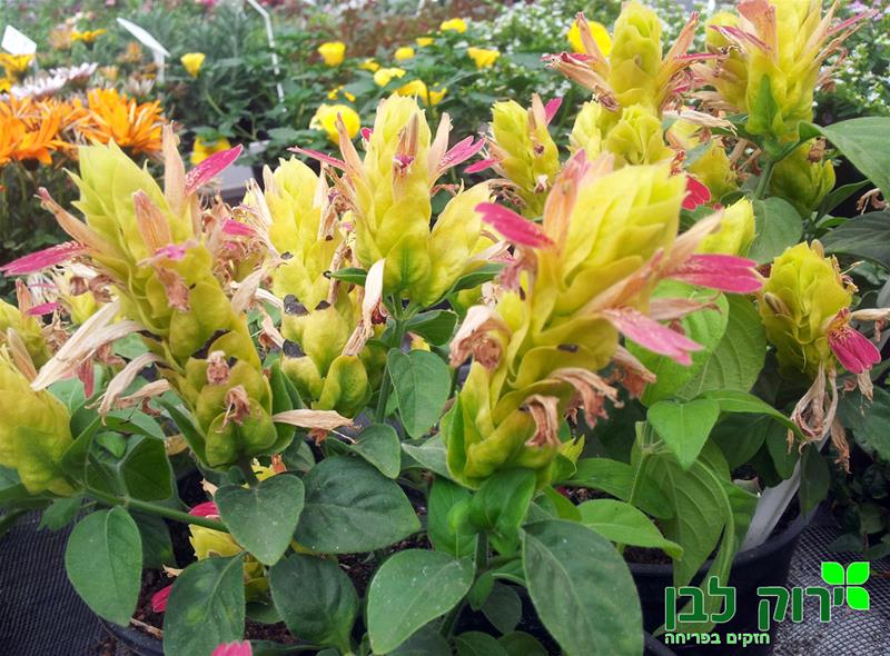 חיצית (יוסטיציית) הטיפין