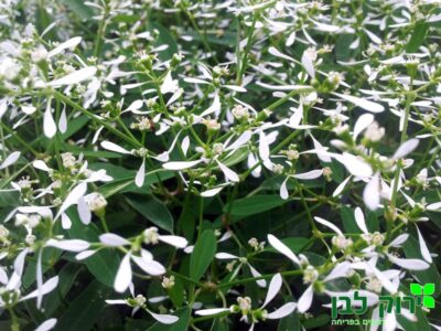 חלבלוב היערות