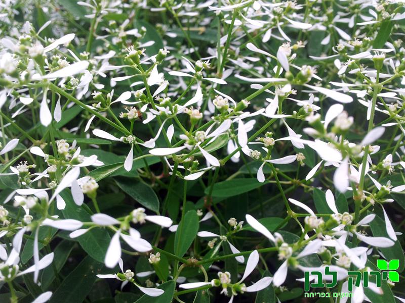 חלבלוב היערות