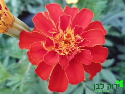 טגטס צרפתי דורנגו