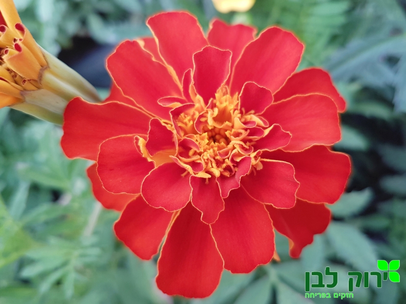 טגטס צרפתי דורנגו