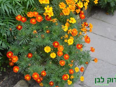 טגטס צרפתי- פרח ריק