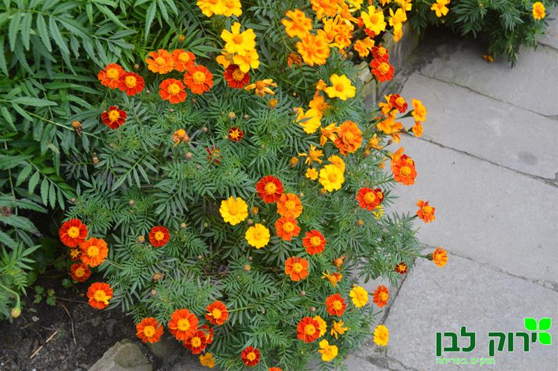 טגטס צרפתי- פרח ריק