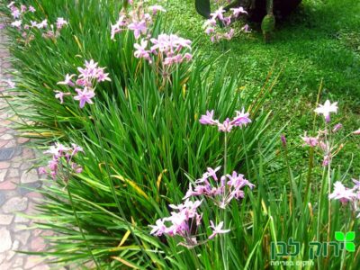 טולבגיה חריפה