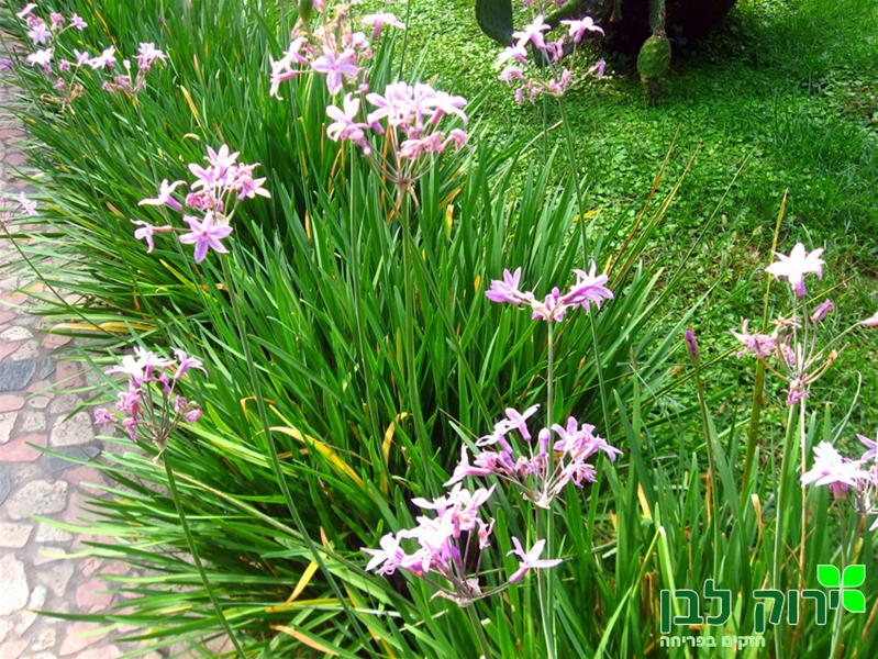 טולבגיה חריפה