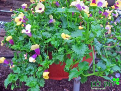 טוריניה זוחלת