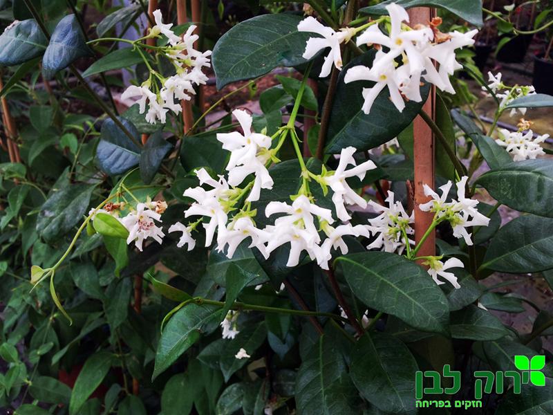 טרכלוספרמום יסמיני