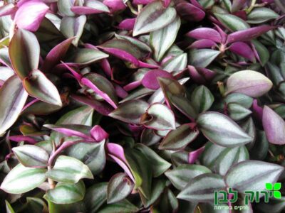 יהודי נודד- זברינה