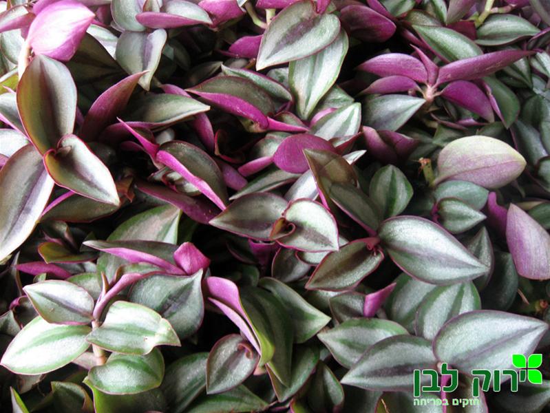 יהודי נודד- זברינה