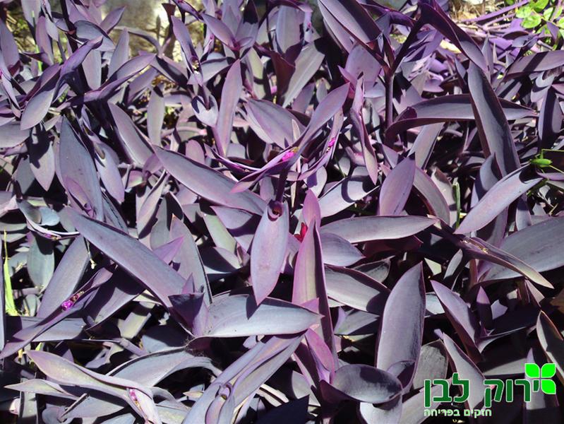 יהודי נודד- סטקרסיה ארגמני