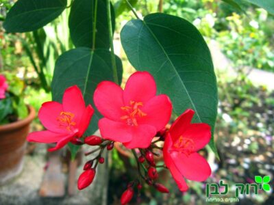 יטרופה אינטגרימה