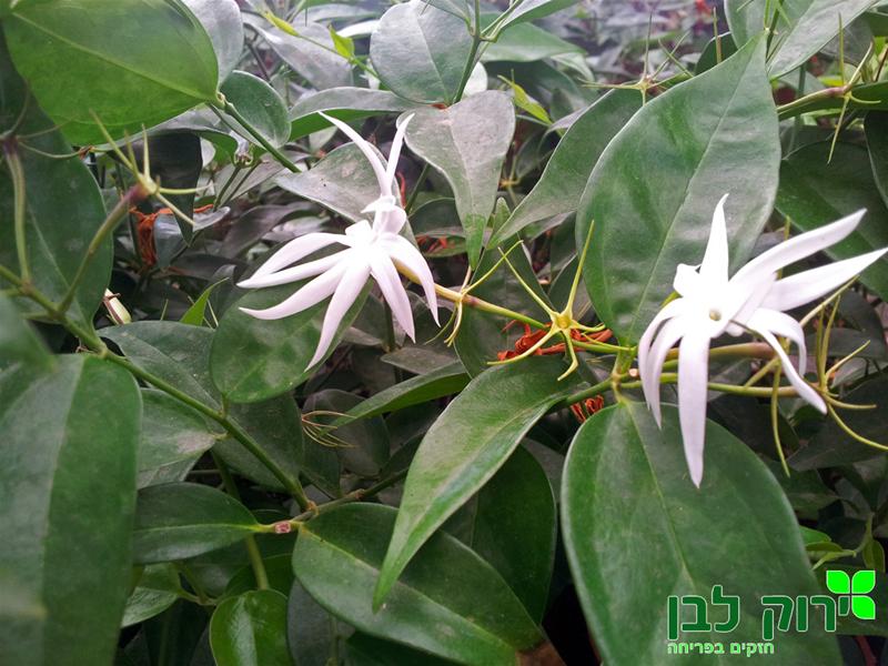 יסמין ווינד מיל