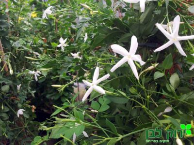 יסמין רפואי