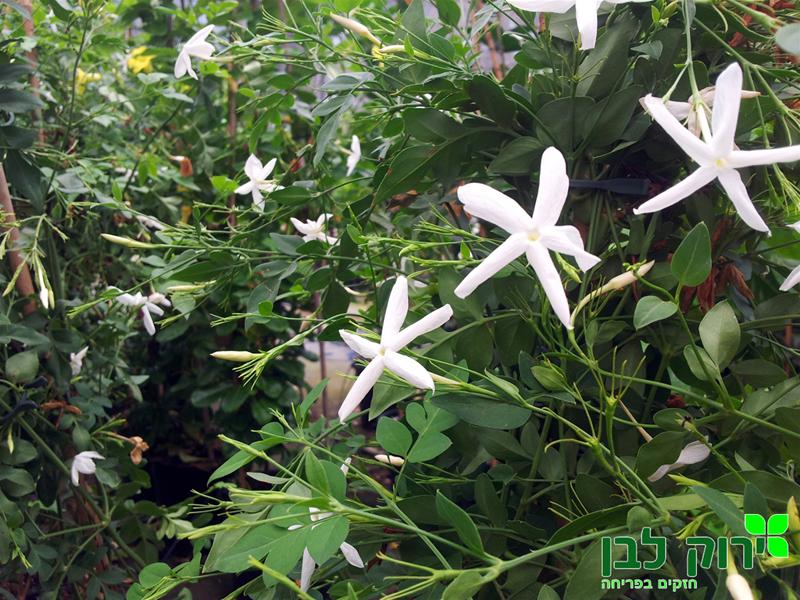 יסמין רפואי