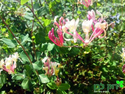 יערה איטלקית