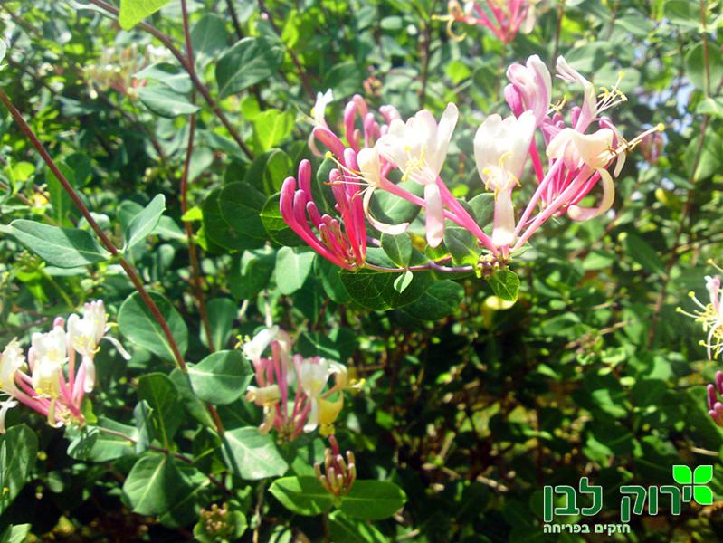 יערה איטלקית