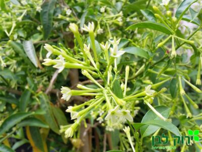 יערת הדבש (צסטרום לילי)