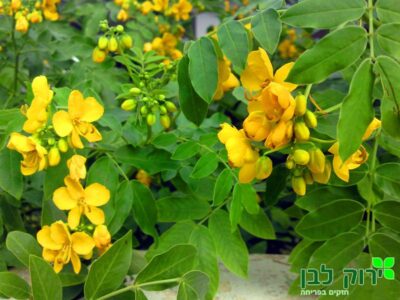 כסיה סוככנית