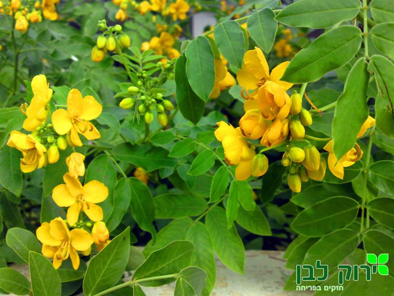 כסיה סוככנית