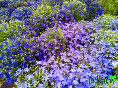 לובליה רב שנתית