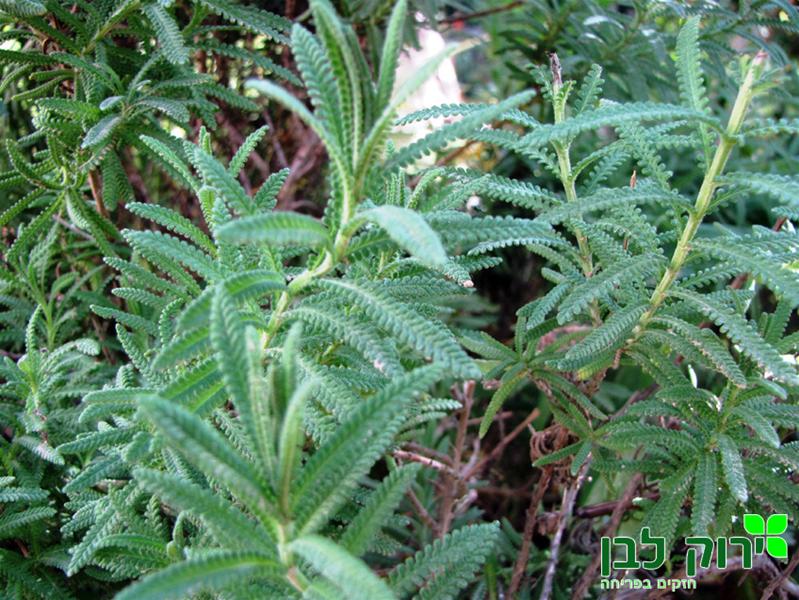 לוונדר משונן