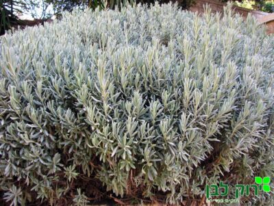 לוונדר רפואי