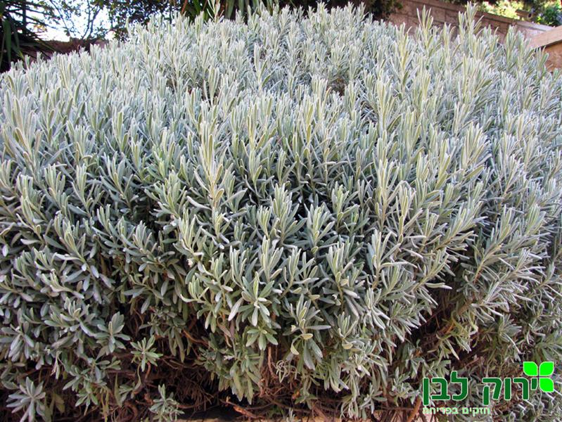 לוונדר רפואי