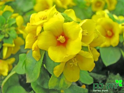 ליזימכיה פורחת