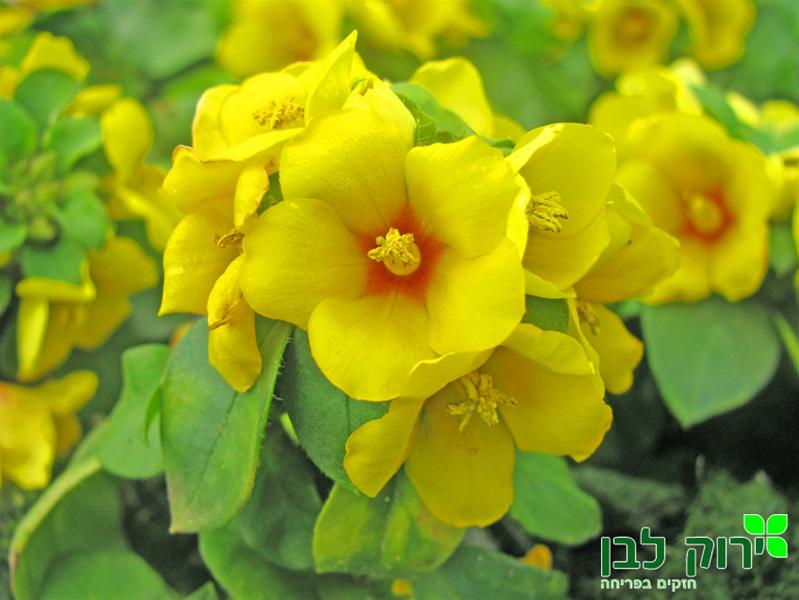 ליזימכיה פורחת