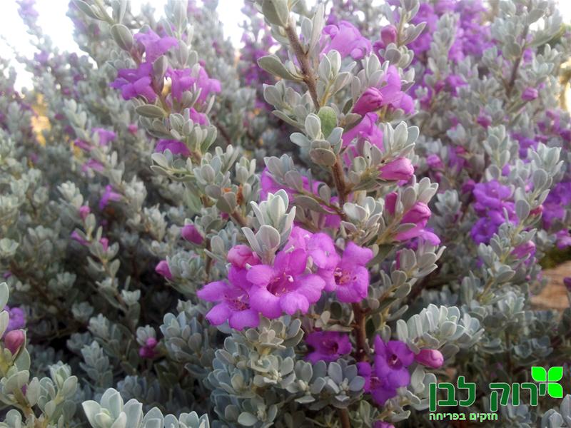 ליקופיליום קומפקטום (לבן עלה)