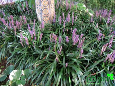 ליריופה כדנית