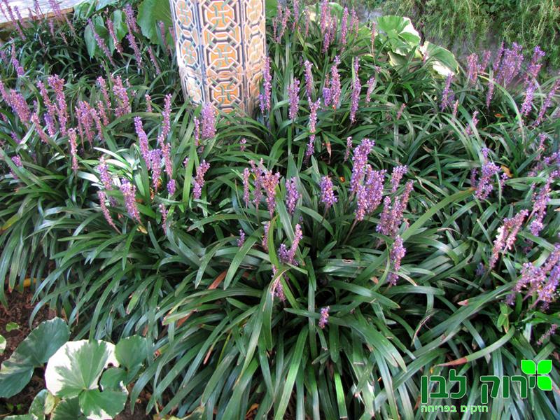 ליריופה כדנית