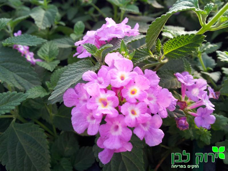 לנטנה זוחלת