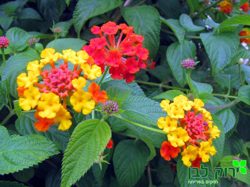 לנטנה זקופה (ססגונית)